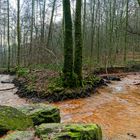 Waldmotive, hier: der rote Netzbach