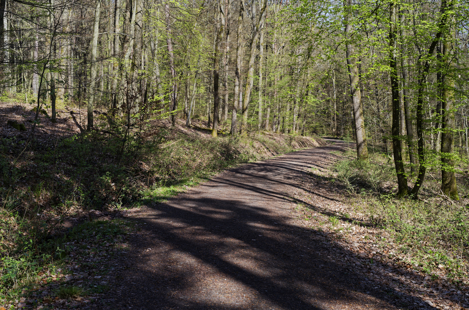 Waldmotive, hier: der Wald erwacht