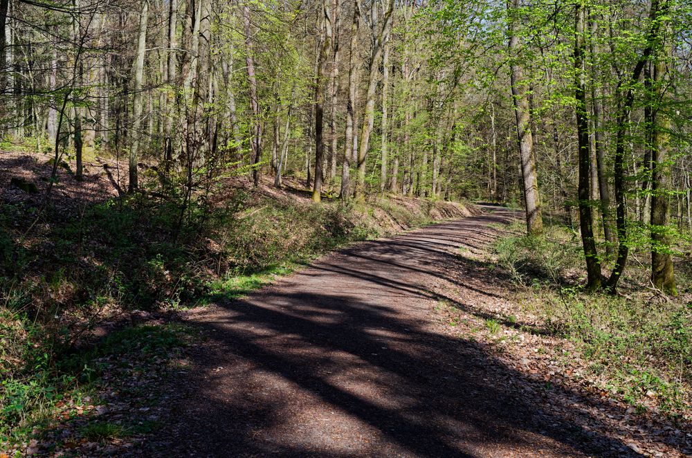 Waldmotive, hier: der Wald erwacht