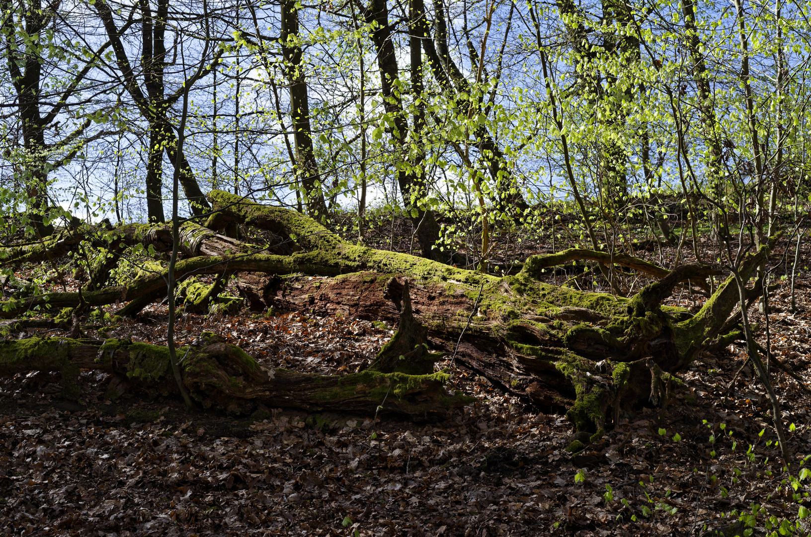 Waldmotive, hier: der Wald erwacht (11)