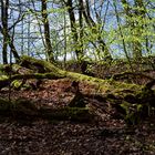 Waldmotive, hier: der Wald erwacht (11)