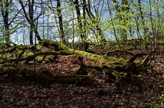 Waldmotive, hier: der Wald erwacht (11)