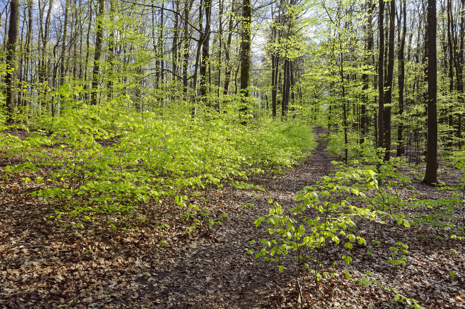 Waldmotive, hier: der Wald erwacht (12)