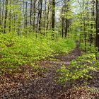 Waldmotive, hier: der Wald erwacht (12)