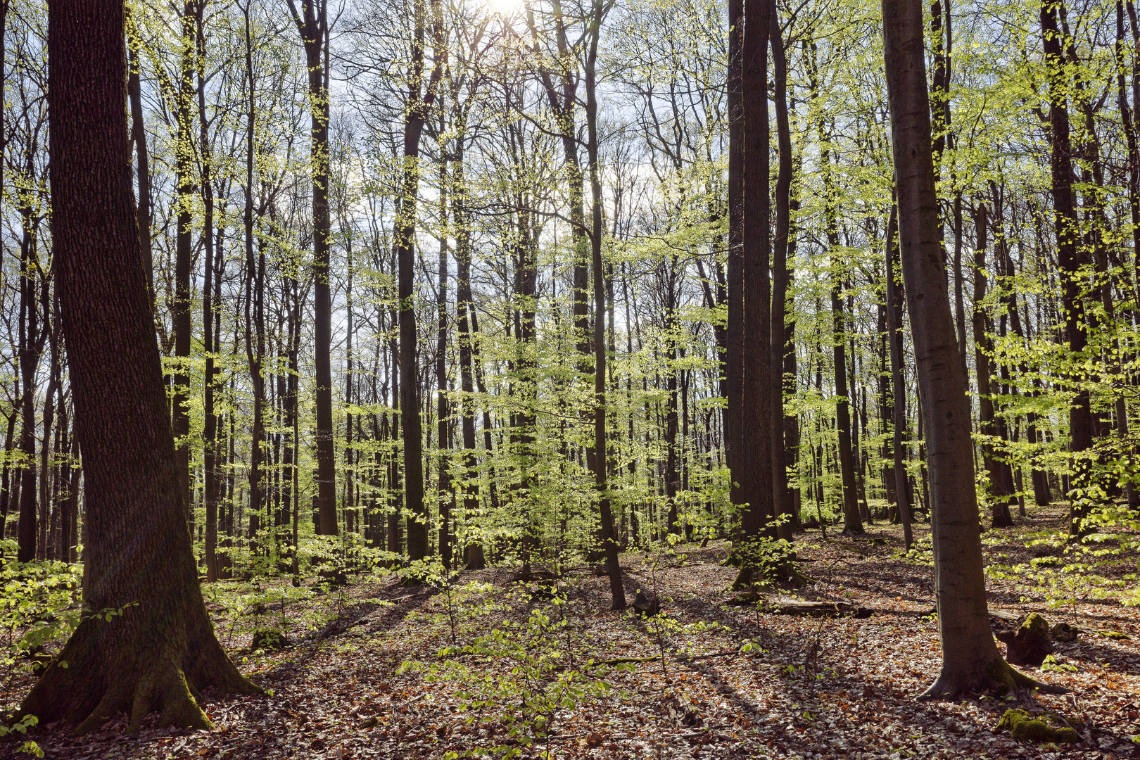 Waldmotive, hier: der Wald erwacht (2)