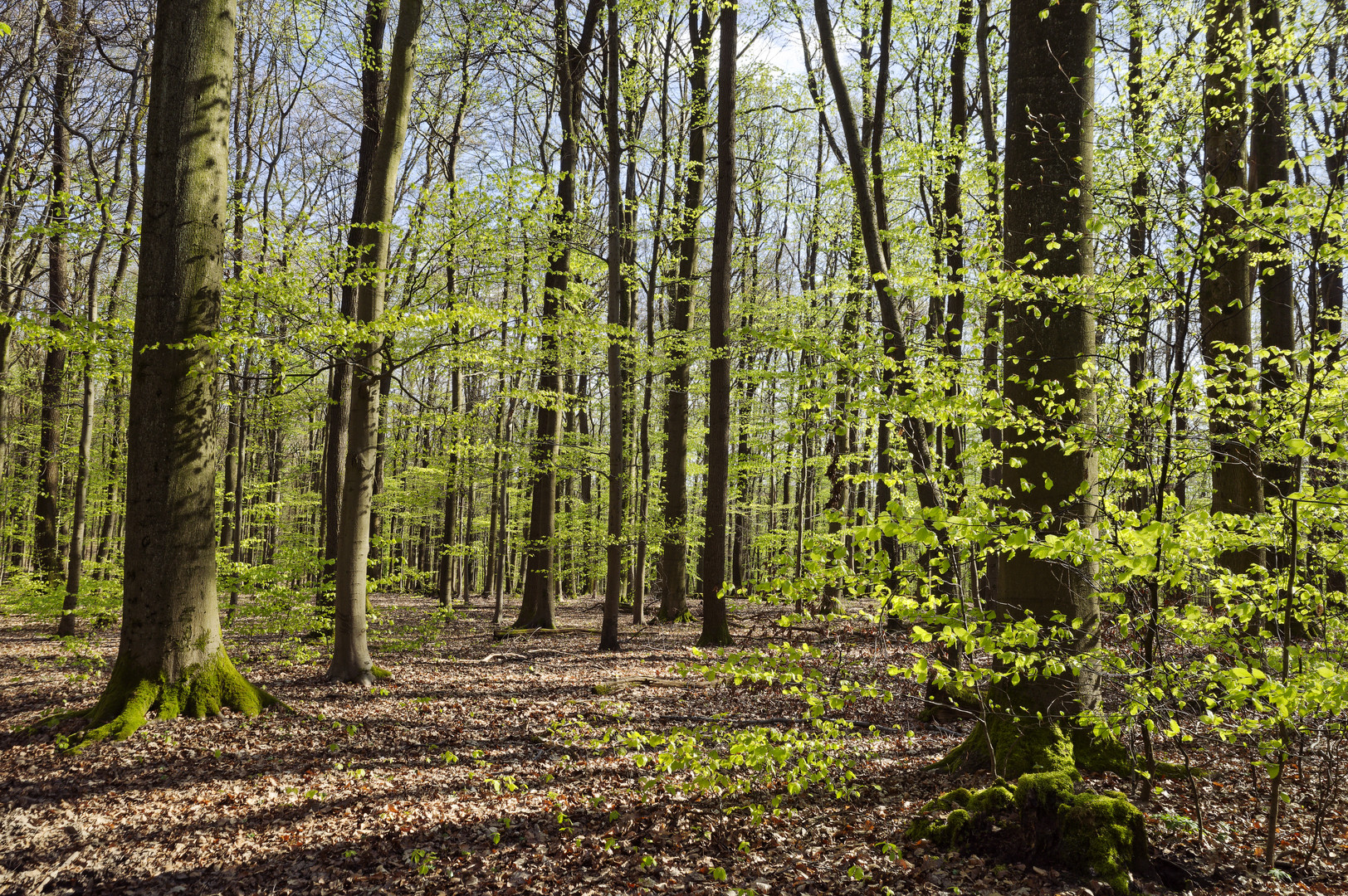 Waldmotive, hier: der Wald erwacht (3) 