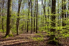 Waldmotive, hier: der Wald erwacht (3) 