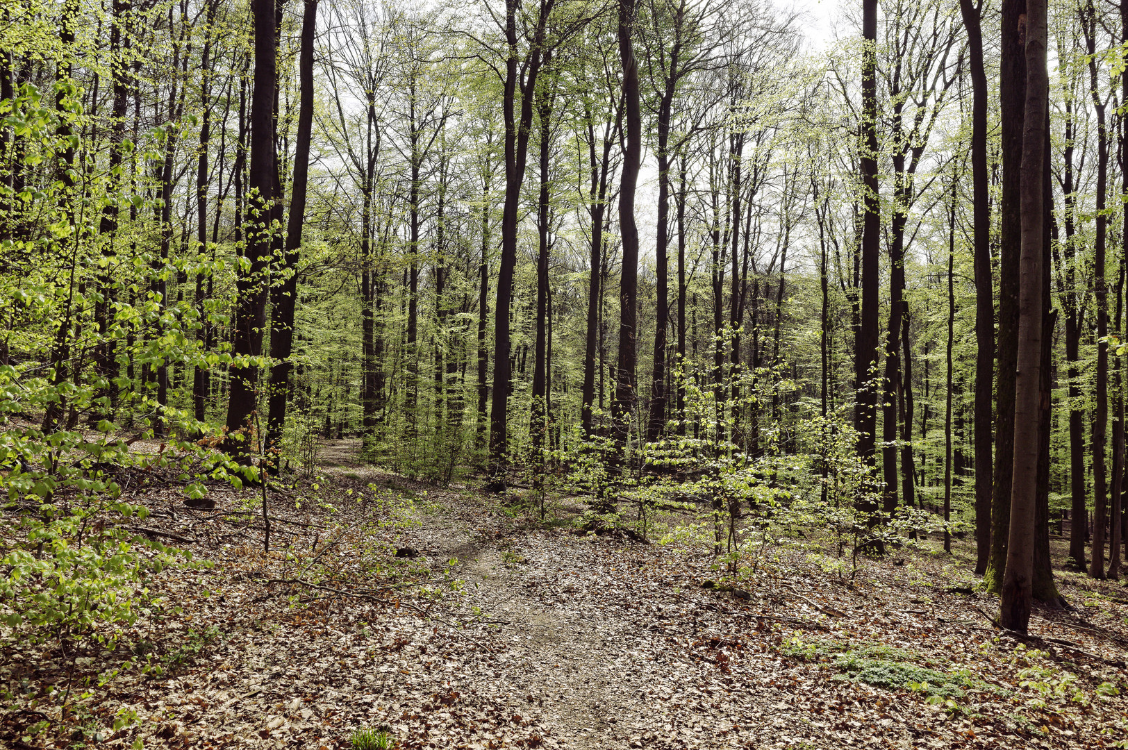 Waldmotive, hier: der Wald erwacht (6)