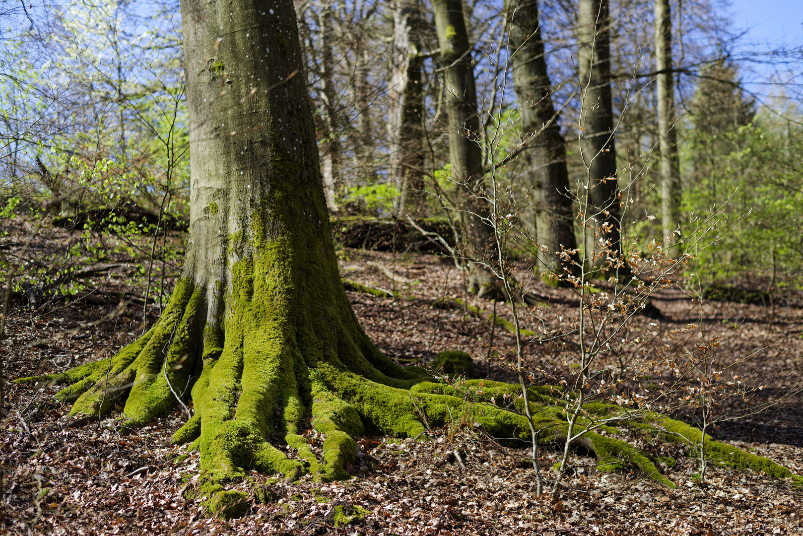 Waldmotive, hier: der Wald erwacht (8)