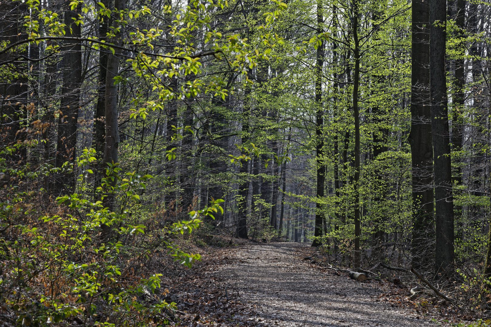 Waldmotive, hier: der Wald erwacht