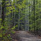 Waldmotive, hier: der Wald erwacht