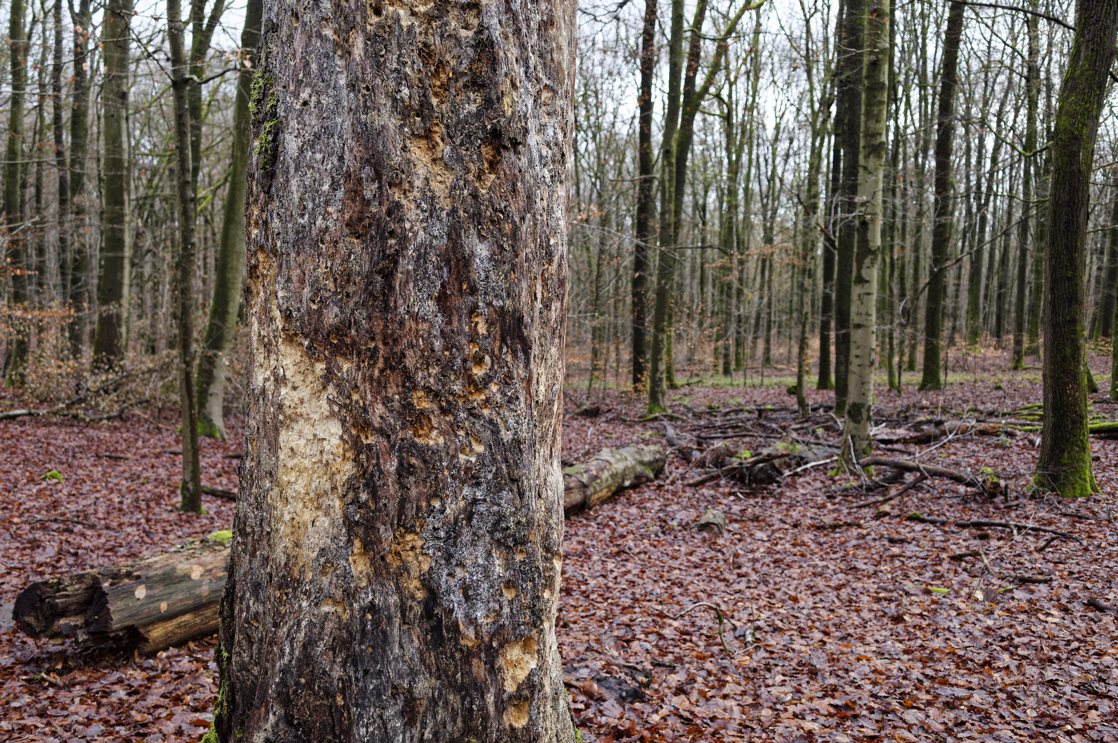 Waldmotive, hier: der Zahn der Zeit