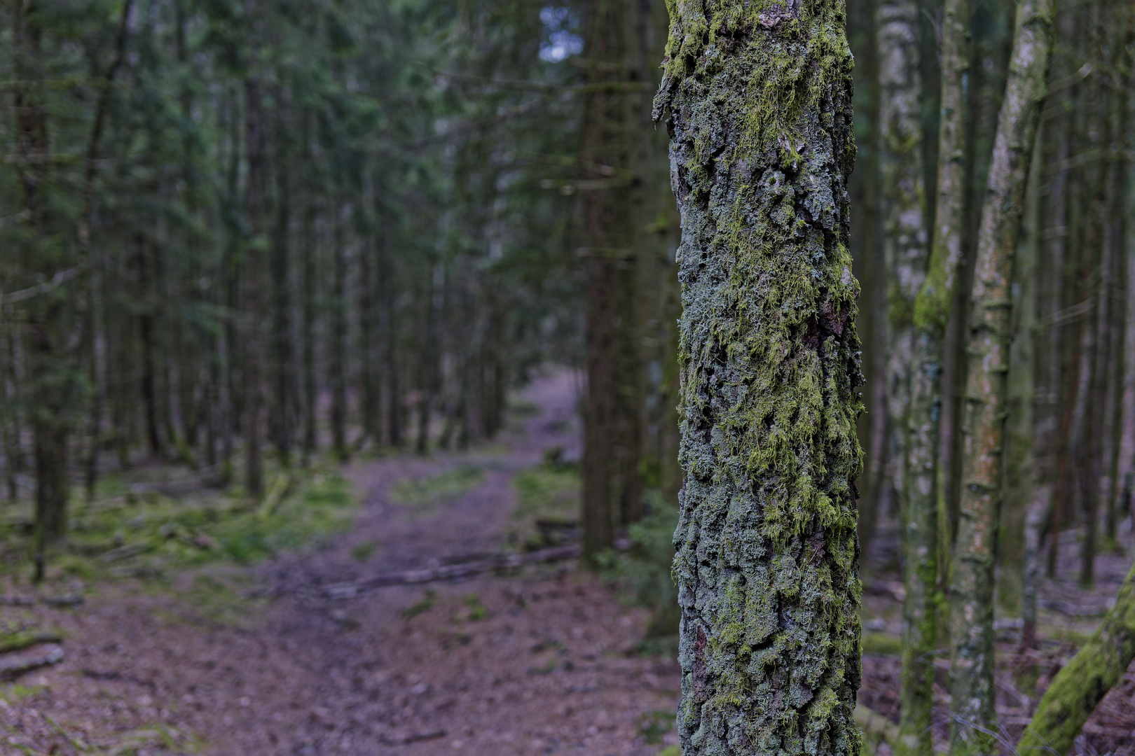 Waldmotive, hier: Details am Rand eines Waldpfades