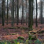 Waldmotive, hier: Dezemberimpressionen im Laubwald