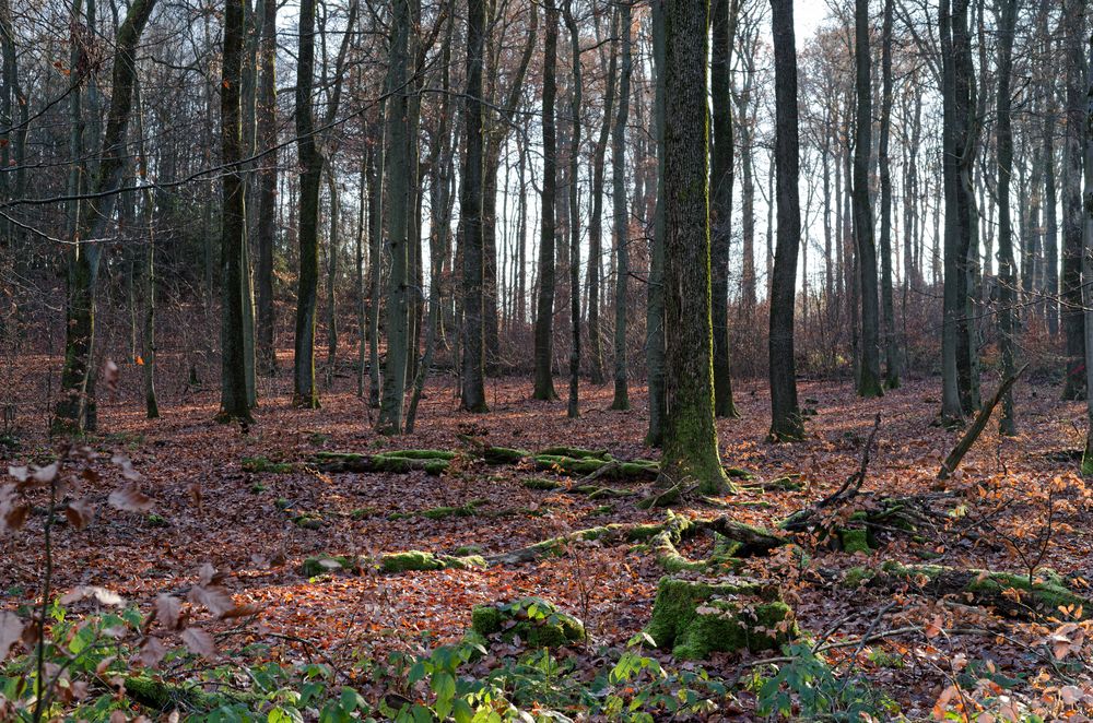 Waldmotive, hier: Dezemberimpressionen im Laubwald