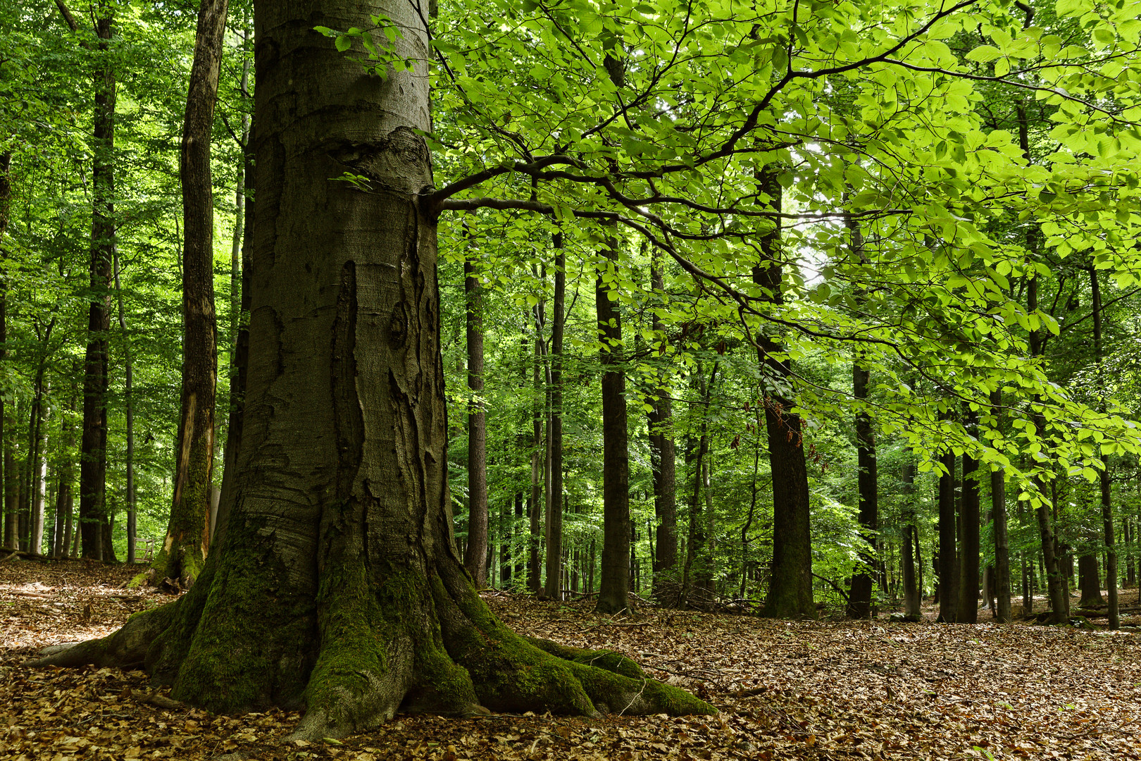 Waldmotive, hier: die alte Buche