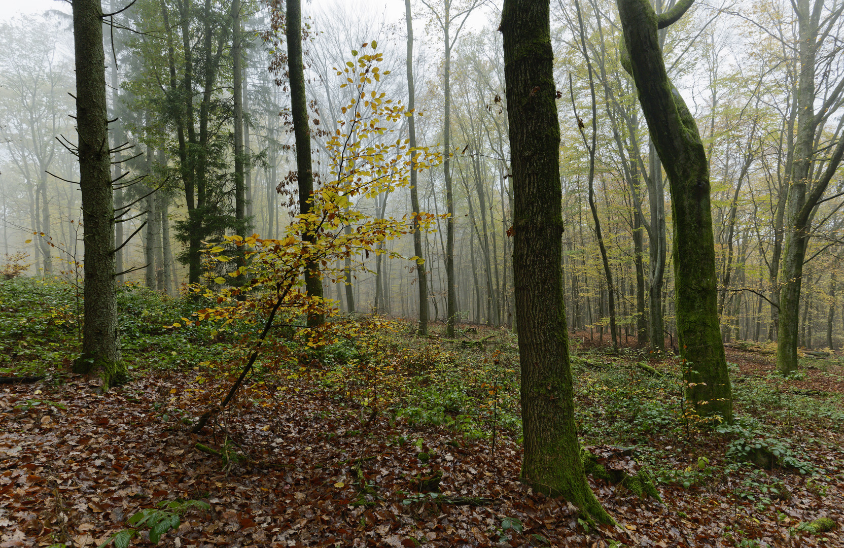 Waldmotive, hier: die Farben des Herbstes