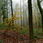 Waldmotive, hier: die Farben des Herbstes