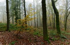 Waldmotive, hier: die Farben des Herbstes