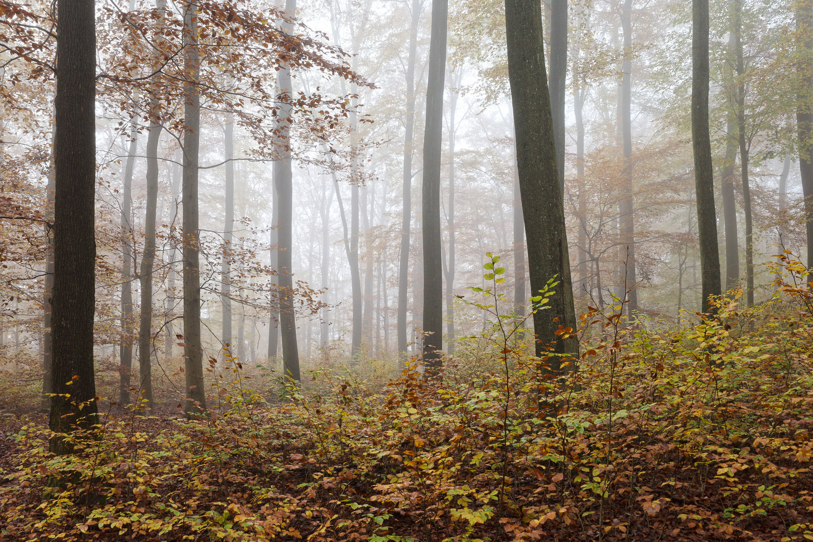 Waldmotive, hier: die Farben des Herbstes