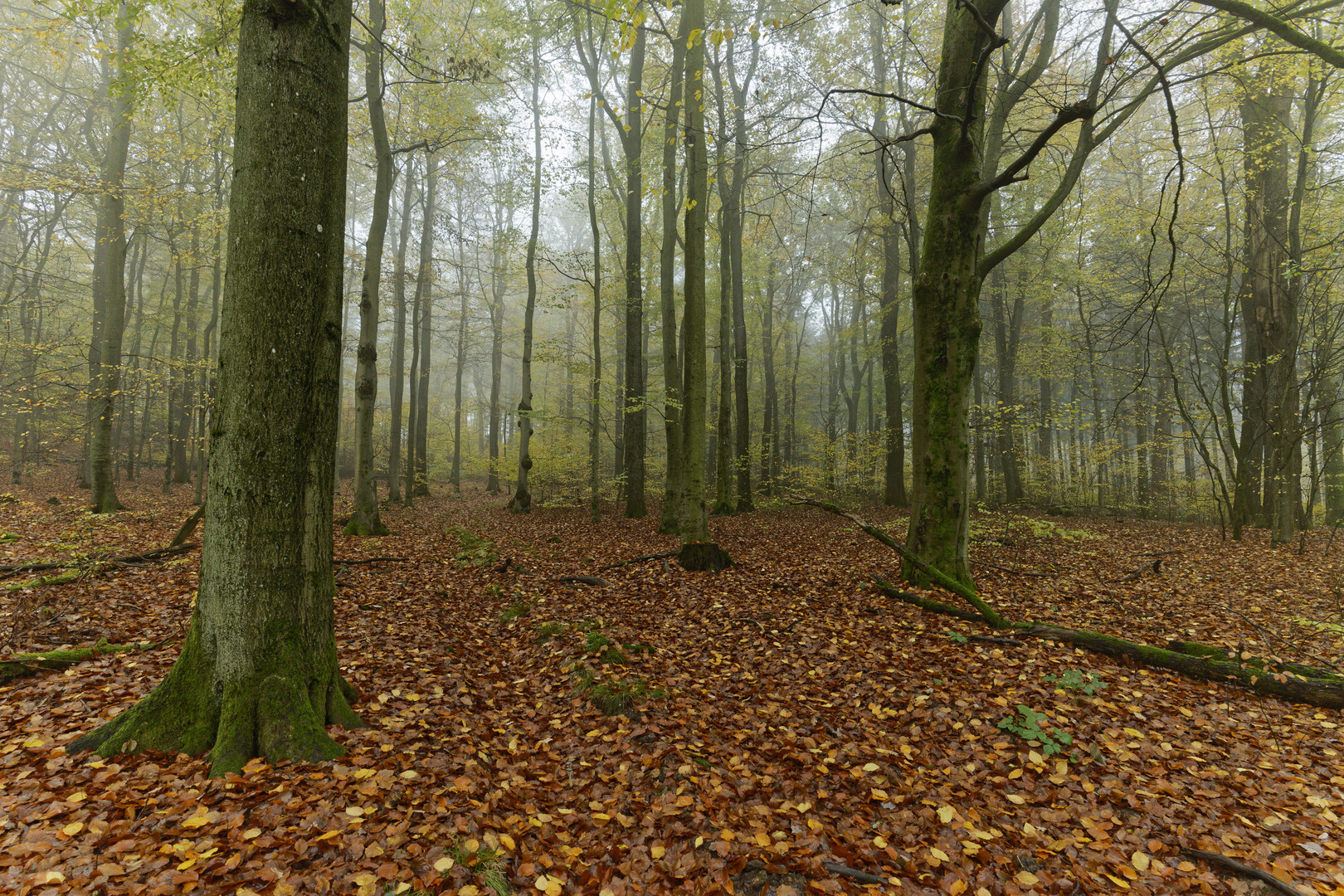 Waldmotive, hier: die Farben des Herbstes (2)