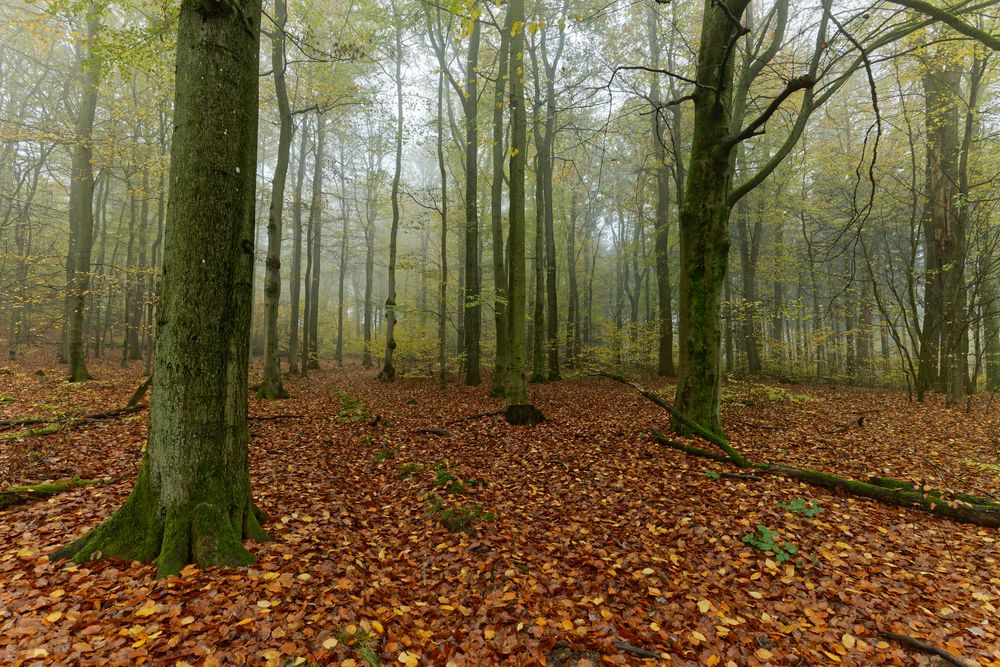 Waldmotive, hier: die Farben des Herbstes (2)