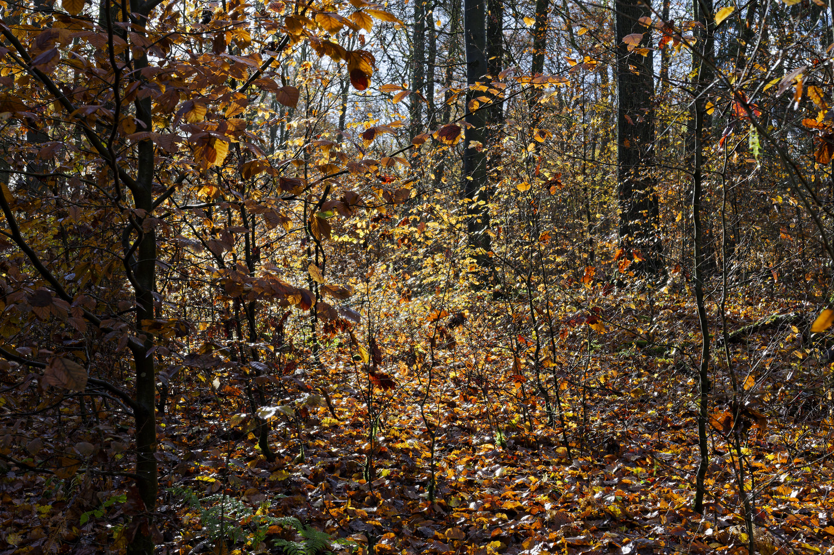 Waldmotive, hier: die Farben des Herbstes