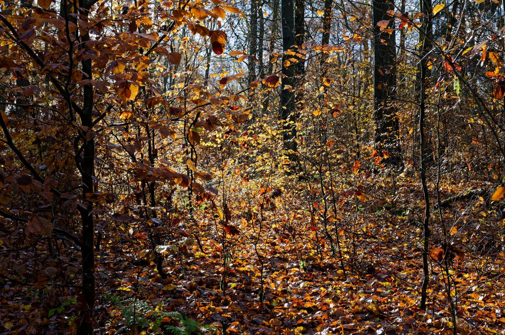 Waldmotive, hier: die Farben des Herbstes