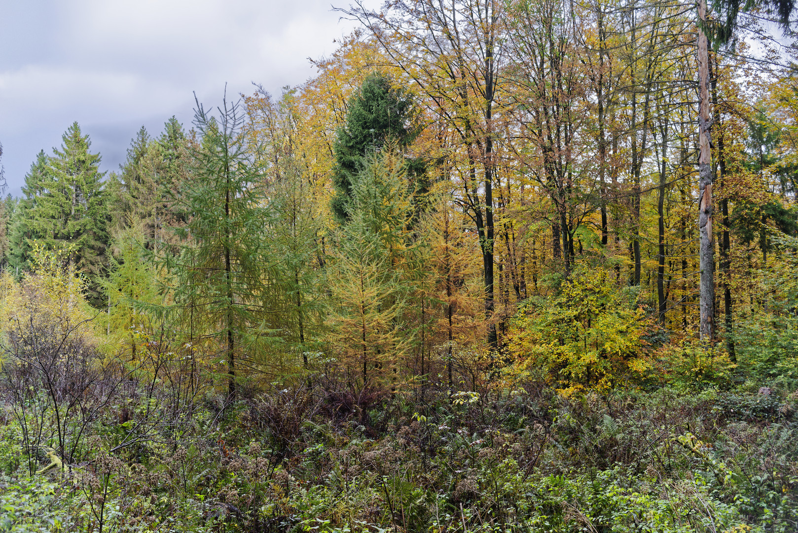 Waldmotive, hier: die Farben des Herbstes