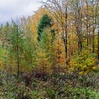 Waldmotive, hier: die Farben des Herbstes