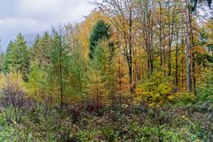 Waldmotive, hier: die Farben des Herbstes