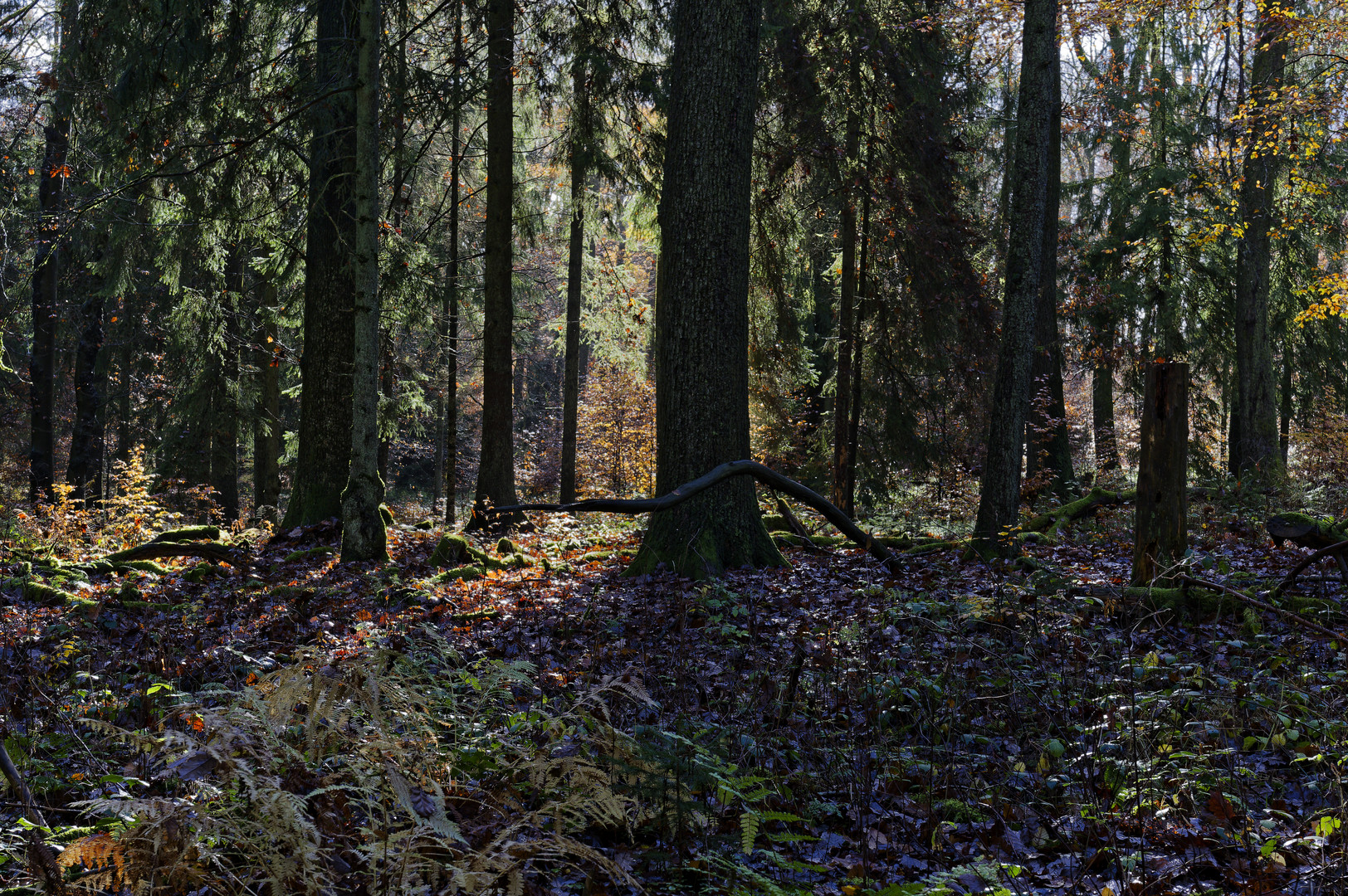 Waldmotive, hier: die Farben des Spätherbstes (2)