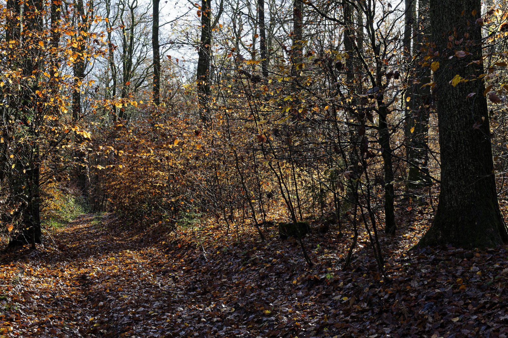 Waldmotive, hier: die Farben des Spätherbstes (3)