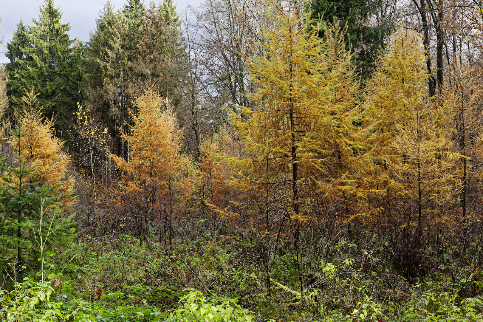 Waldmotive, hier: die Farben des Spätherbstes (4)