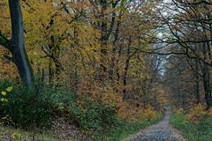 Waldmotive, hier: die letzten Herbstblätter