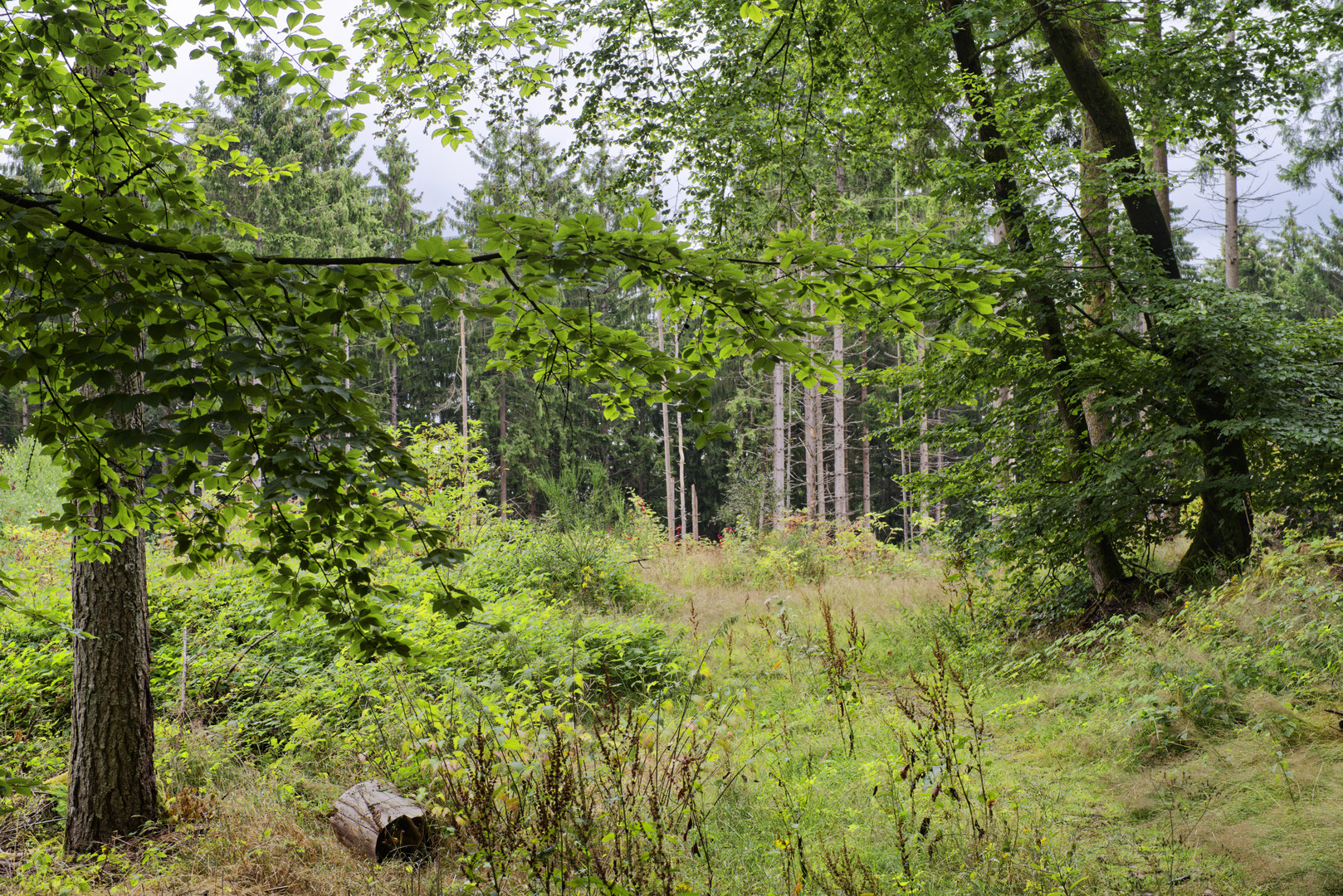 Waldmotive, hier: die Waldlichtung