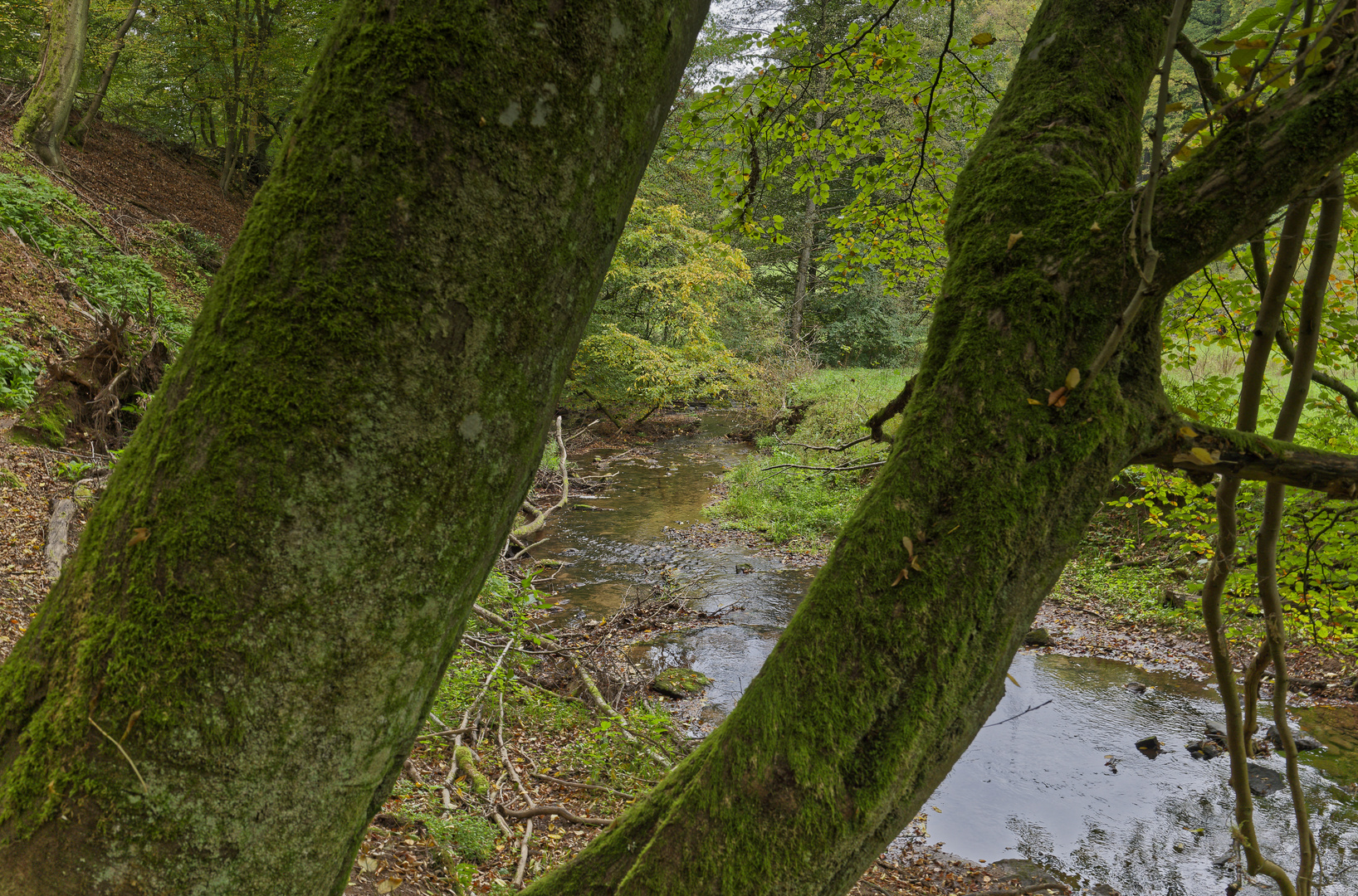 Waldmotive, hier: Durchblick auf den Lautenbach