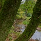 Waldmotive, hier: Durchblick auf den Lautenbach