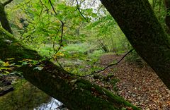 Waldmotive, hier: Durchblick auf den Lautenbach