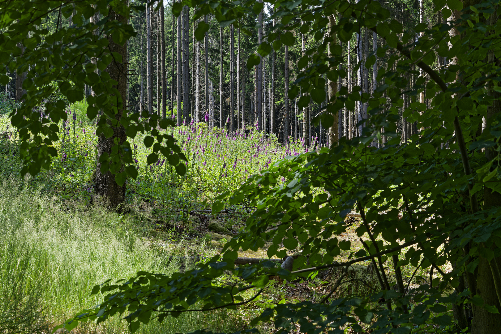 Waldmotive, hier: Durchblick auf eine Waldlichtung