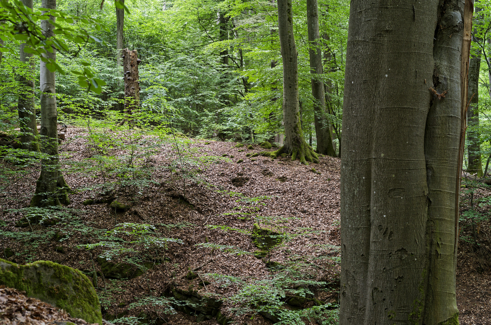 Waldmotive, hier: Durchblick zum Buchentorso