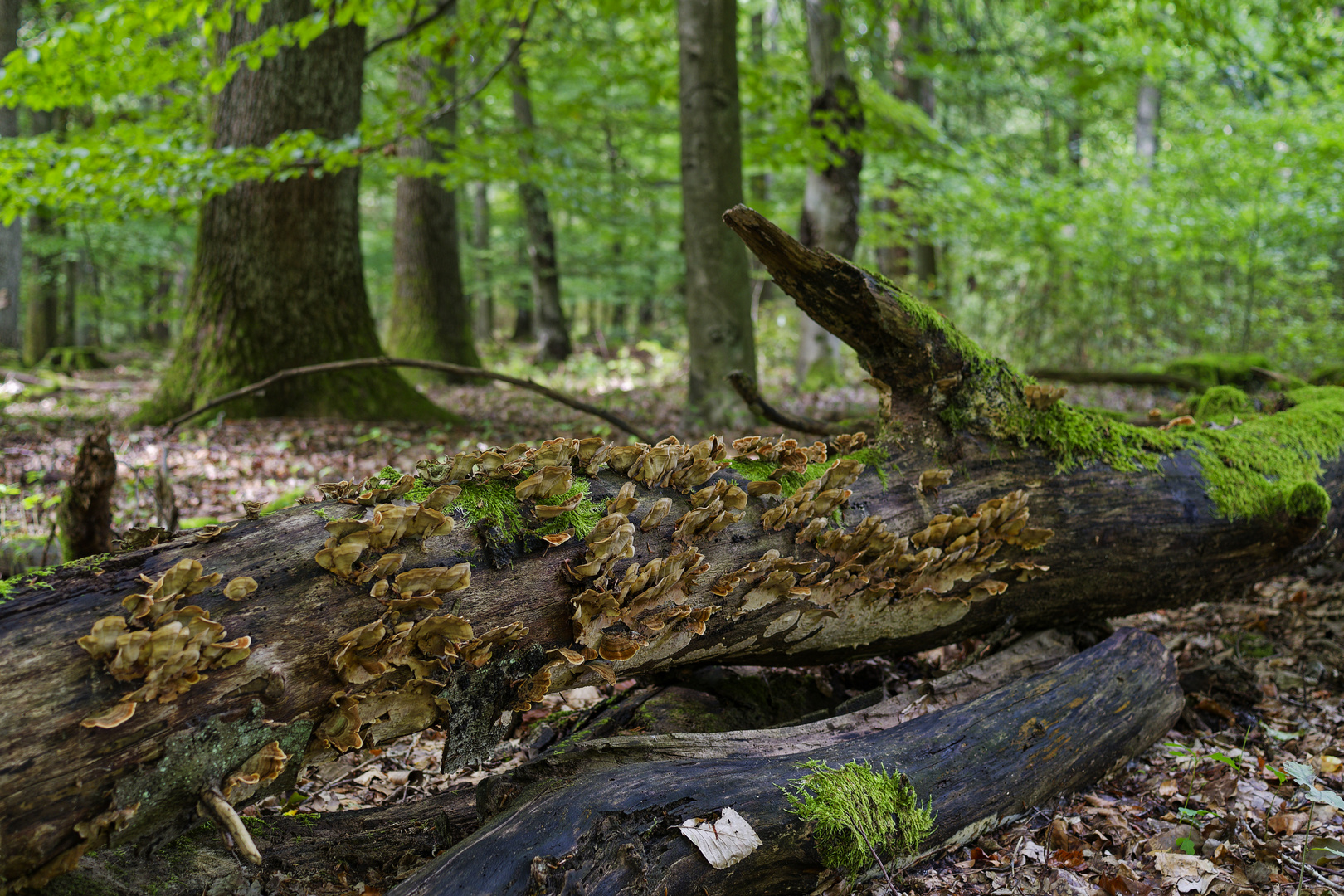 Waldmotive, hier: Eichenschichtpilze 