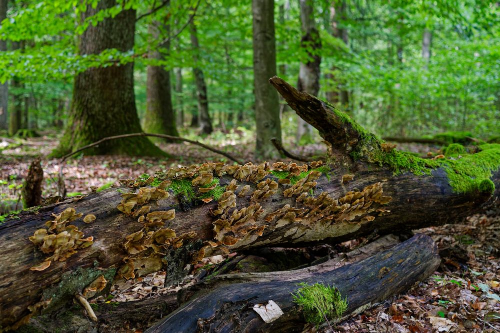 Waldmotive, hier: Eichenschichtpilze 