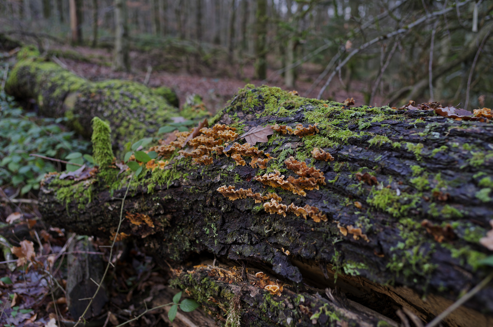 Waldmotive, hier: Eichenschichtpilze auf einem Eichenstamm