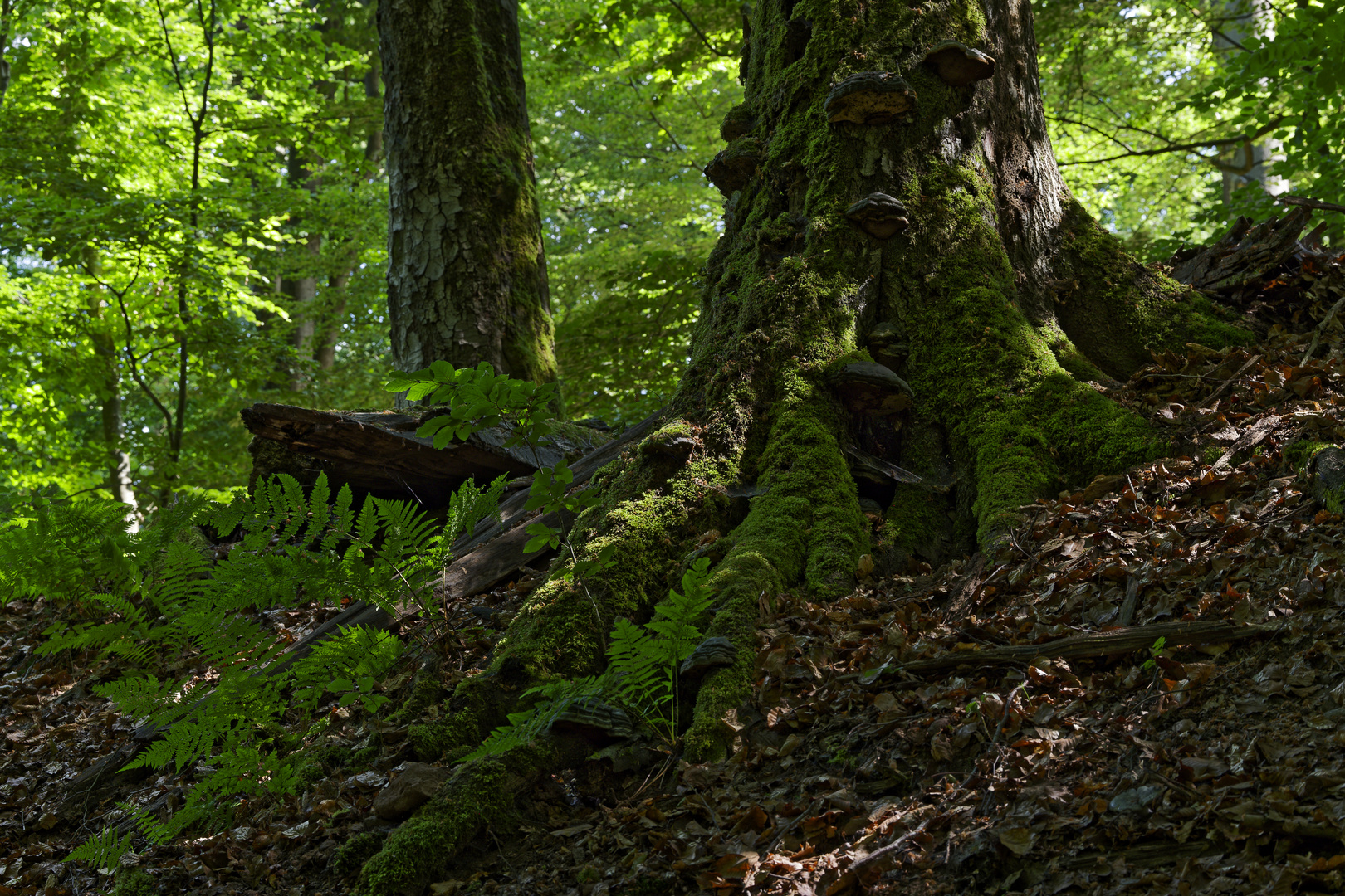 Waldmotive, hier: Eichenwurzeln