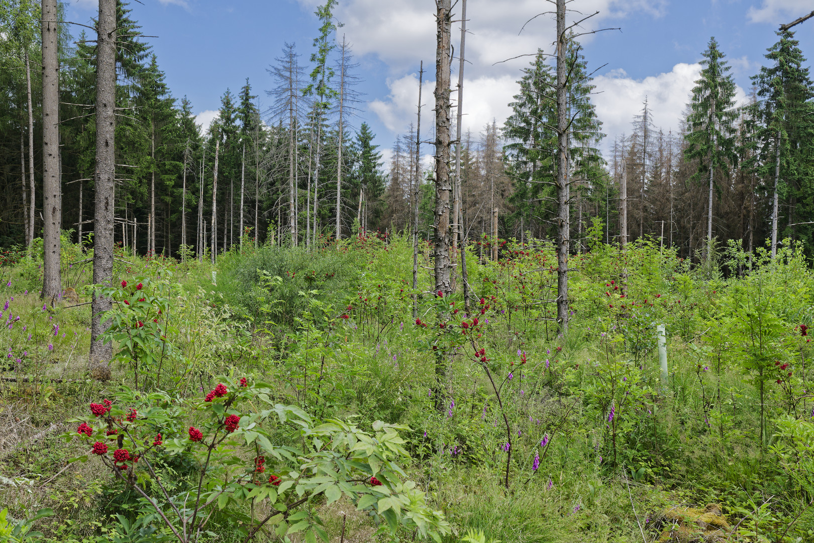 Waldmotive, hier: ein neuer Anfang