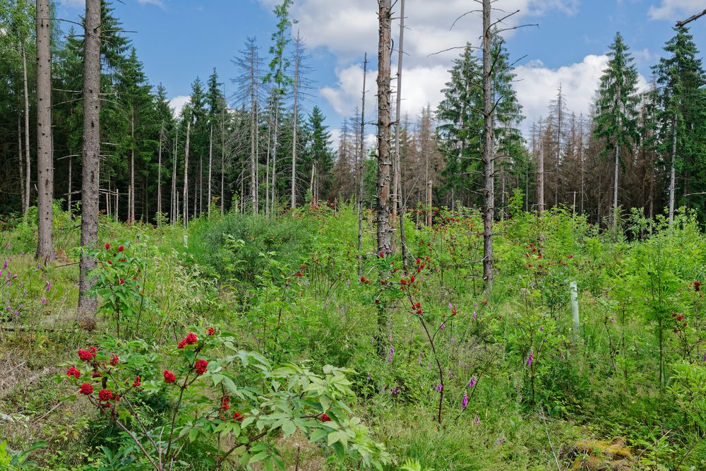 Waldmotive, hier: ein neuer Anfang