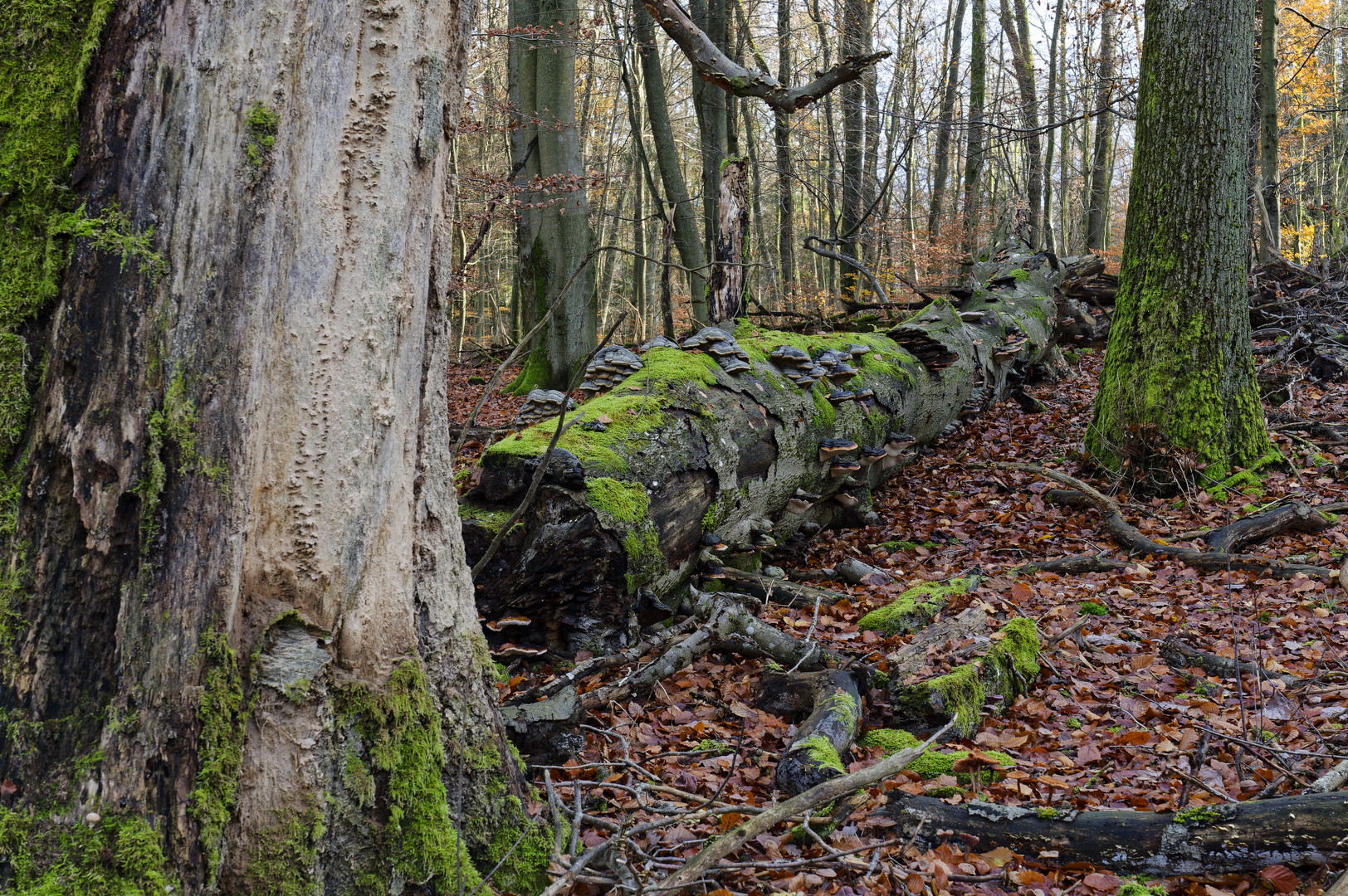 Waldmotive, hier: ein zerfallender Riese