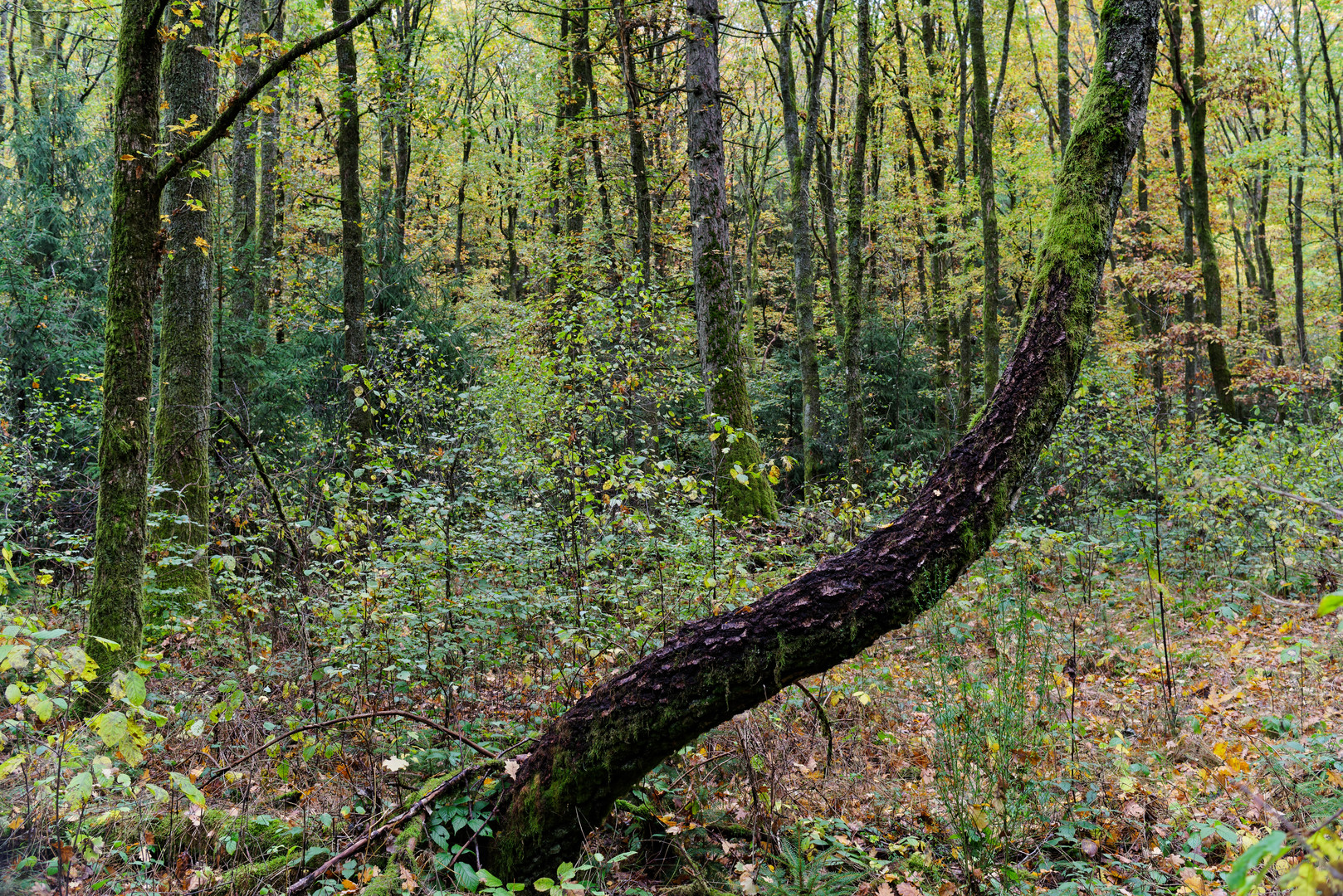 Waldmotive, hier: Einer tanzt immer aus der Reihe