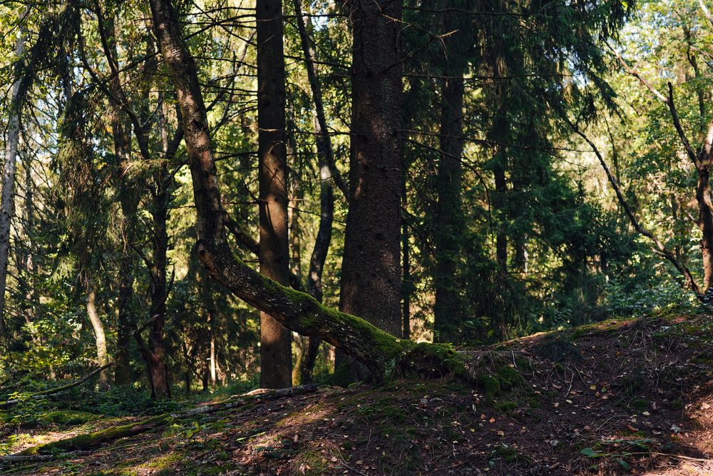 Waldmotive, hier: einer tanzt immer aus der Reihe